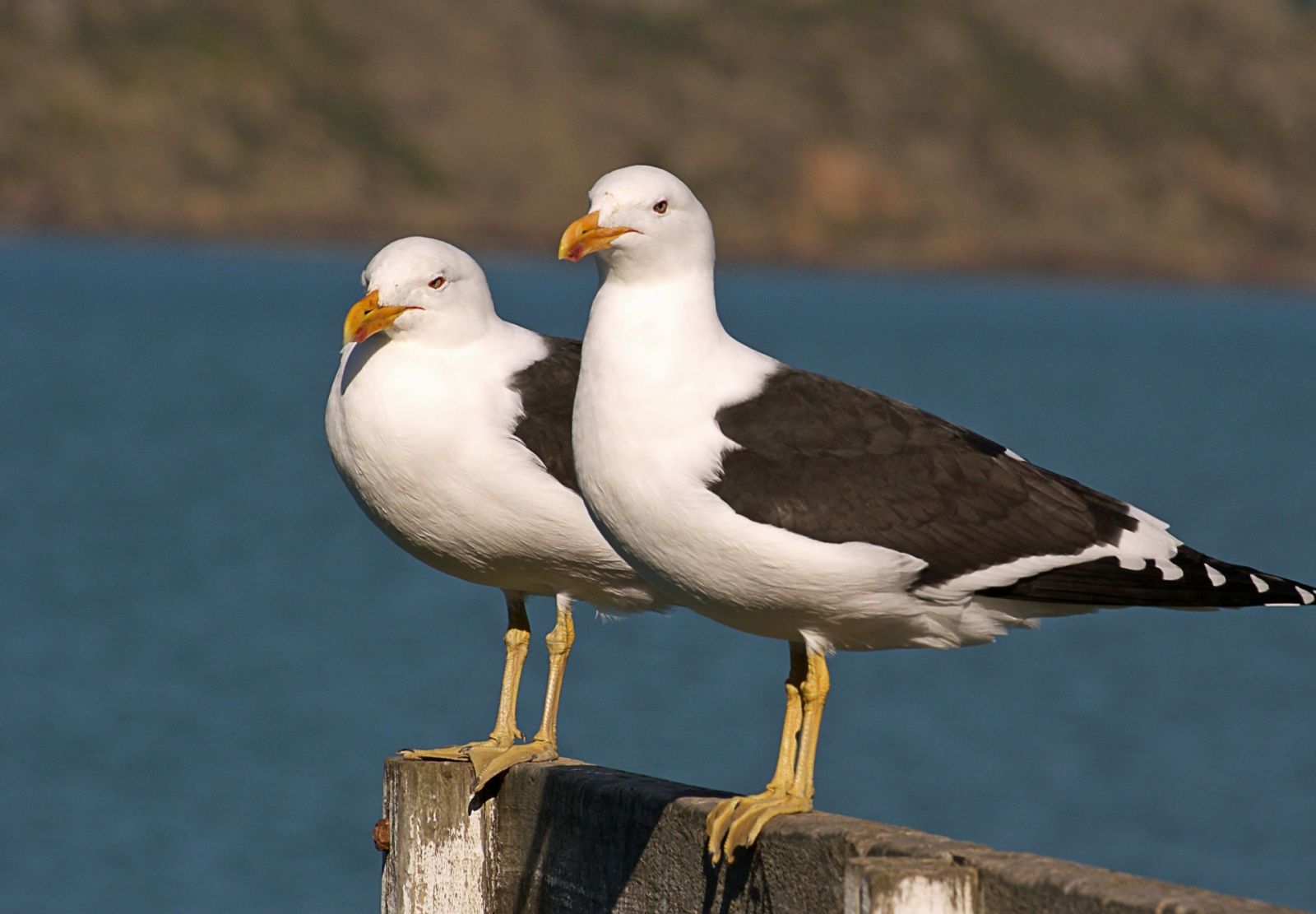 Jseagull11