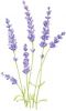 Profile picture for Lavender