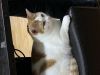 fluffykona10 fluffykona10