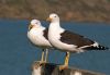 Jseagull11 Jseagull11